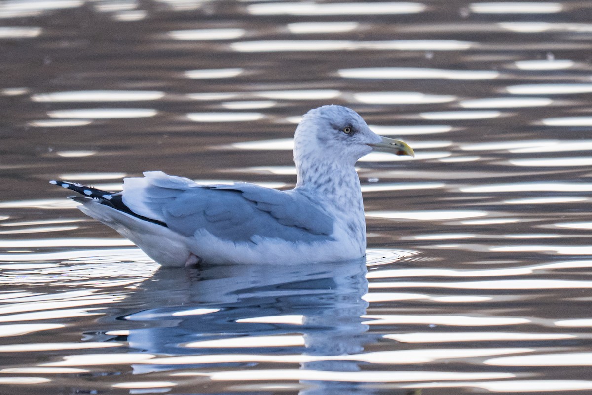 Американская чайка - ML646594130