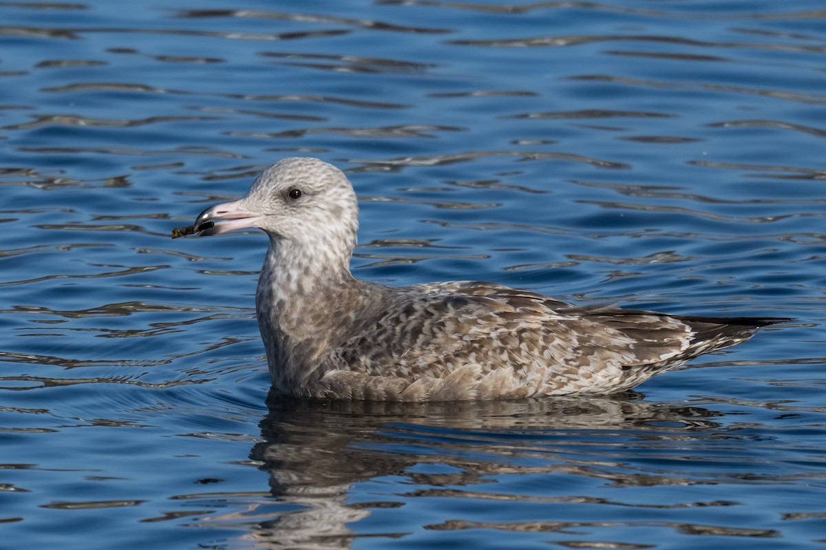 Американская чайка - ML646594131