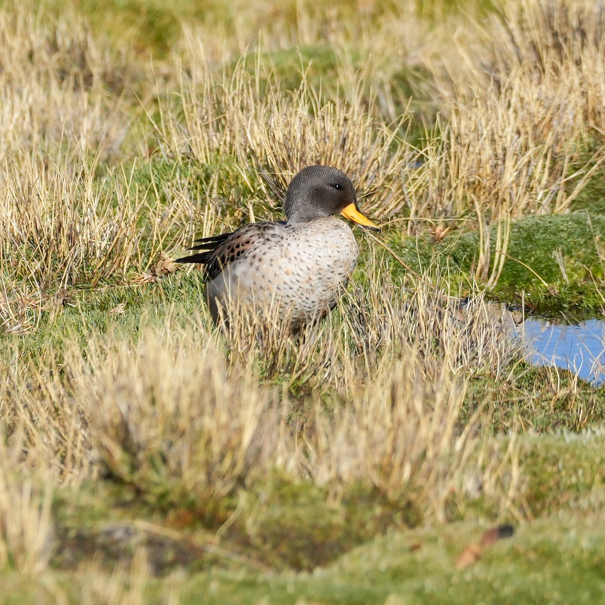 Желтоклювый чирок (oxyptera) - ML646594132