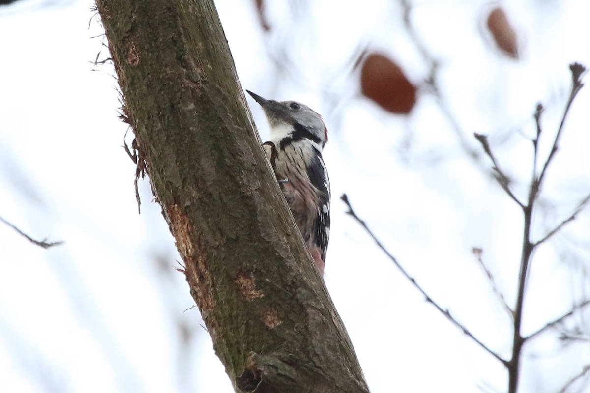 Средний пёстрый дятел - ML646594135