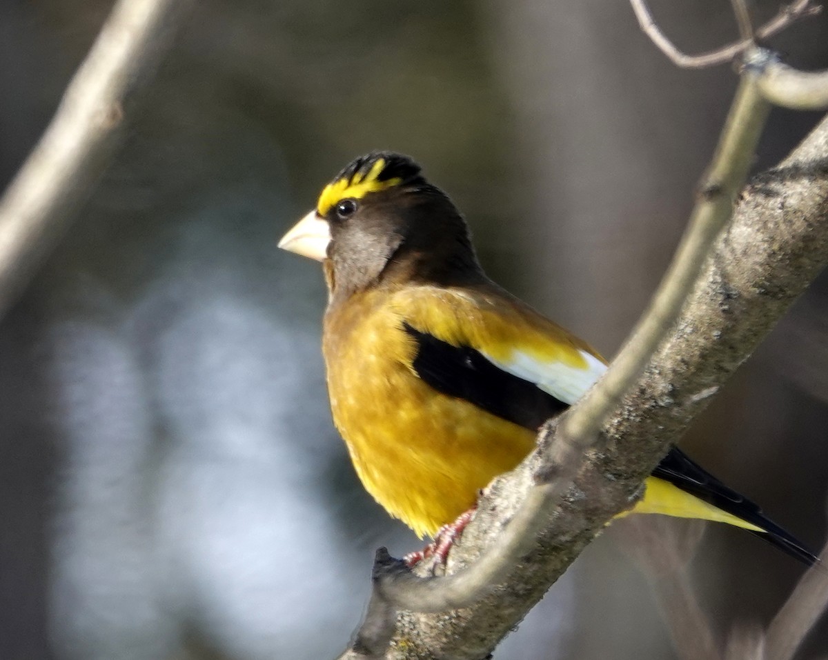 Picogordo Vespertino (tipo 3) - ML646594137