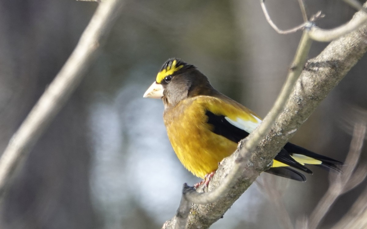 Picogordo Vespertino (tipo 3) - ML646594138