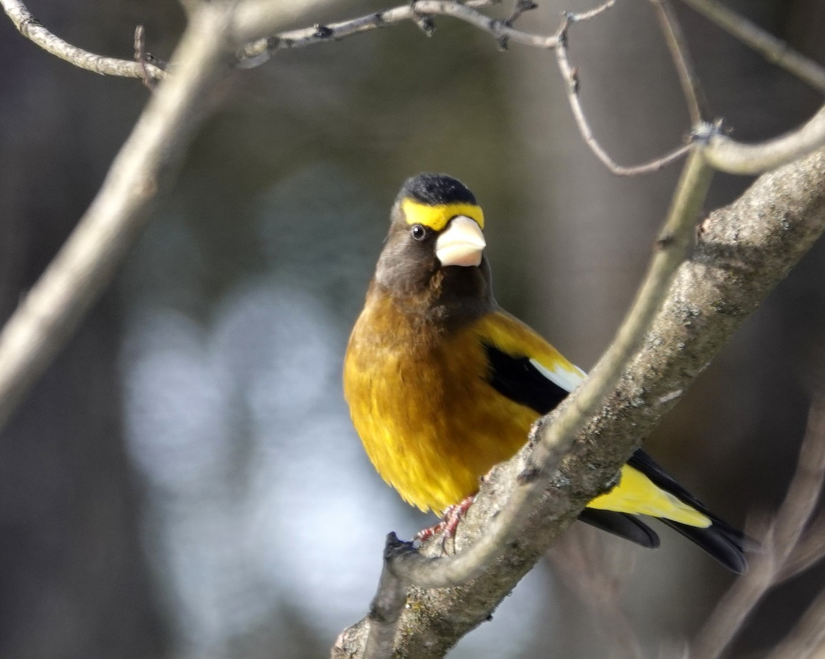 Picogordo Vespertino (tipo 3) - ML646594139