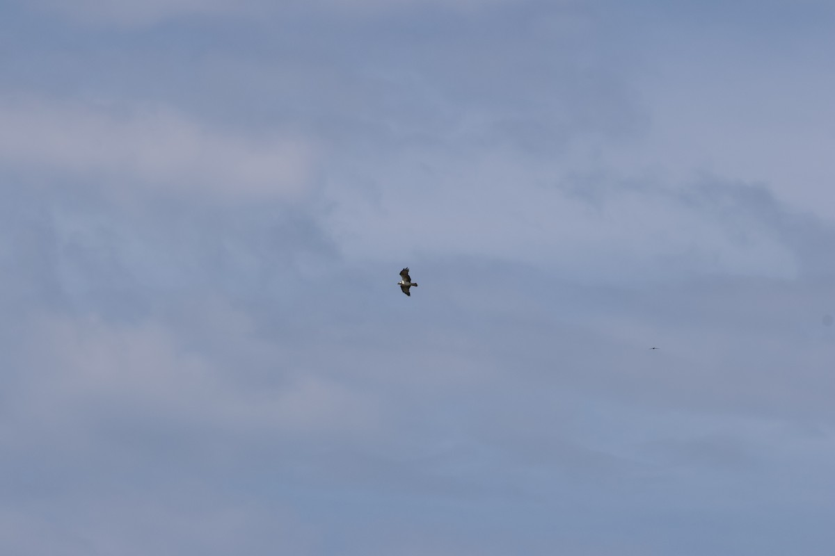 Скопа - ML646594140