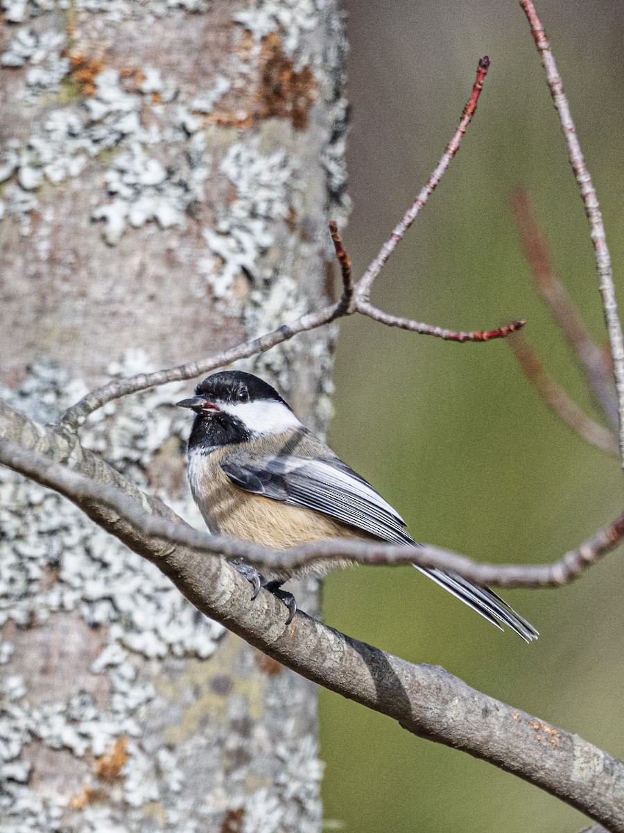 Black-capped Chickadee - ML646594142