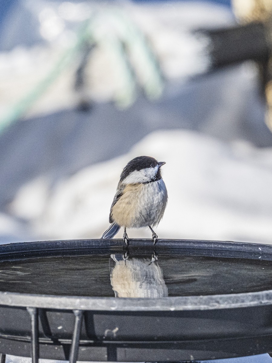 Black-capped Chickadee - ML646594143