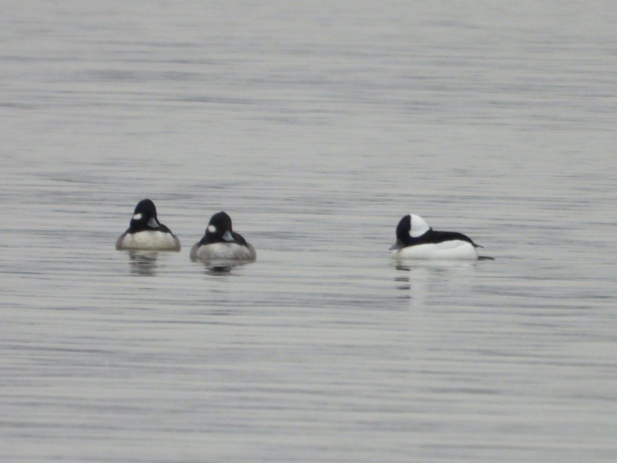 Bufflehead - ML646594144