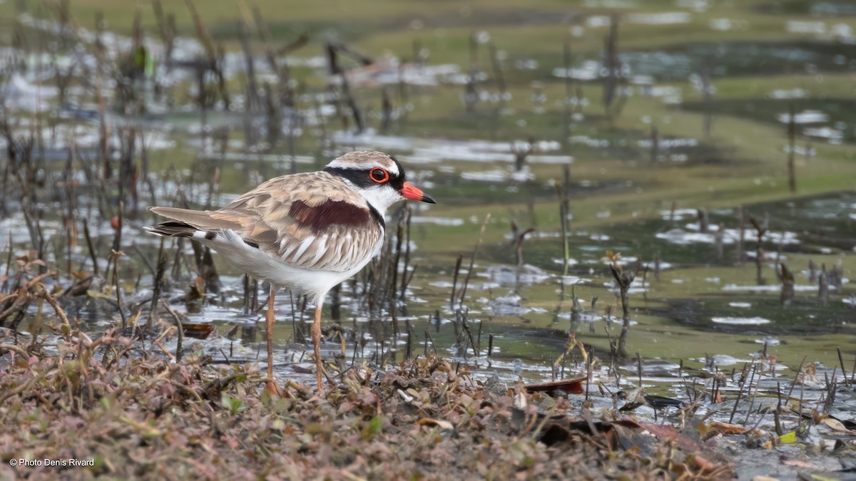 Black-fronted Dotterel - ML646594145