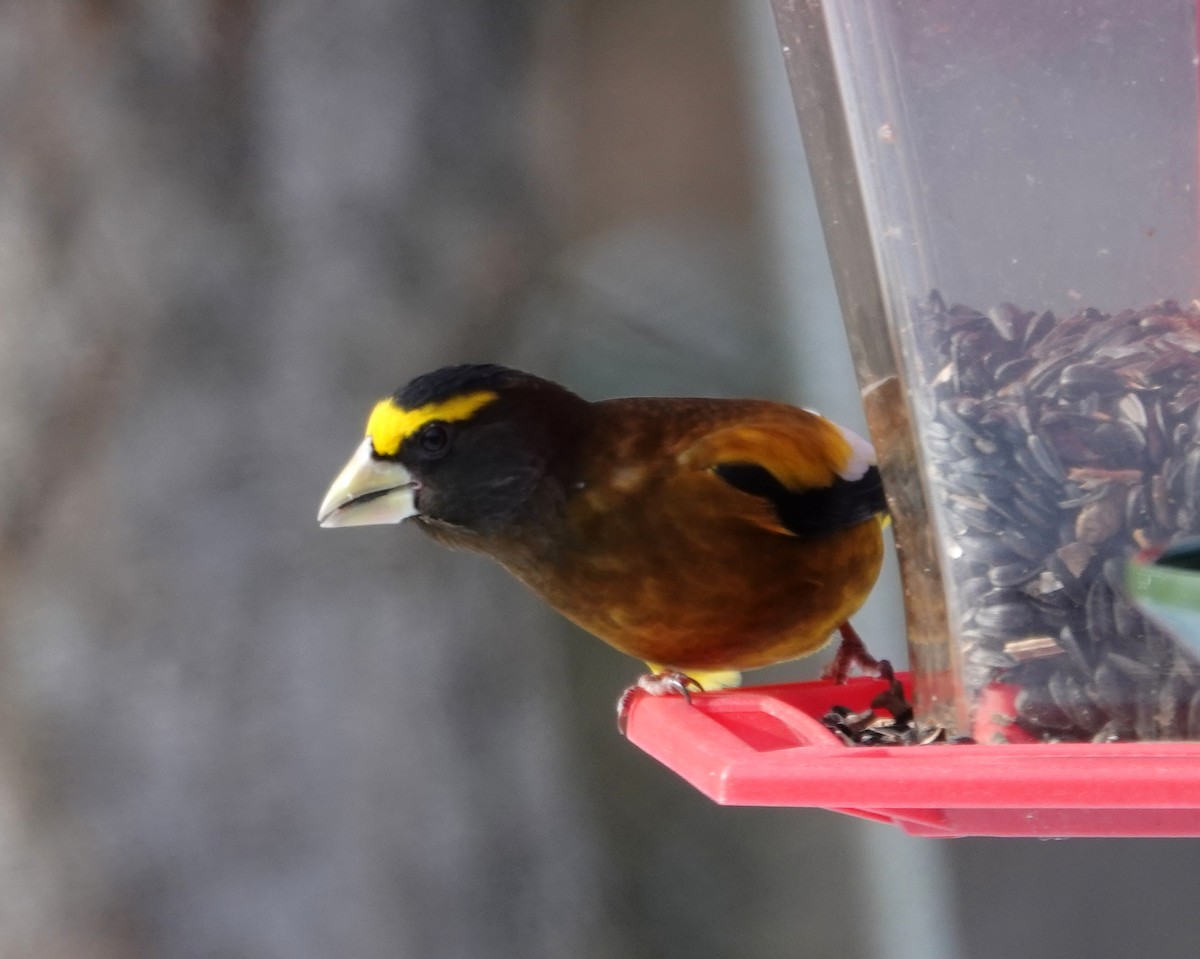 Picogordo Vespertino (tipo 3) - ML646594146