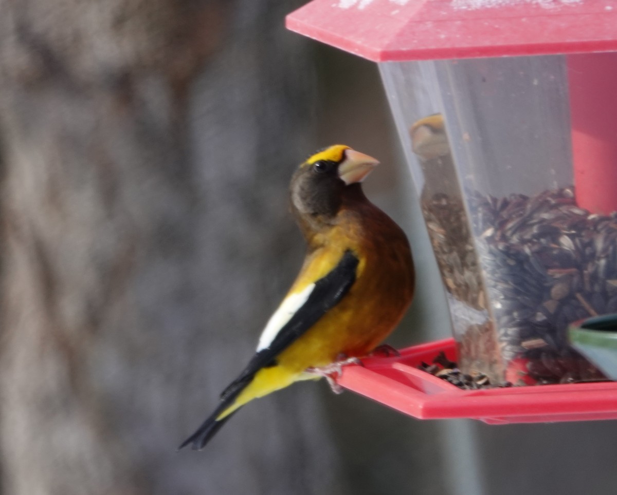 Picogordo Vespertino (tipo 3) - ML646594147