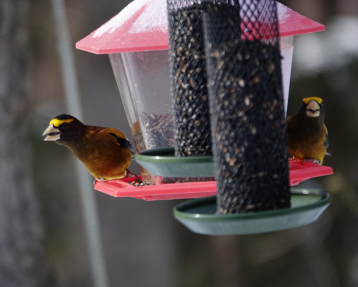 Picogordo Vespertino (tipo 3) - ML646594151