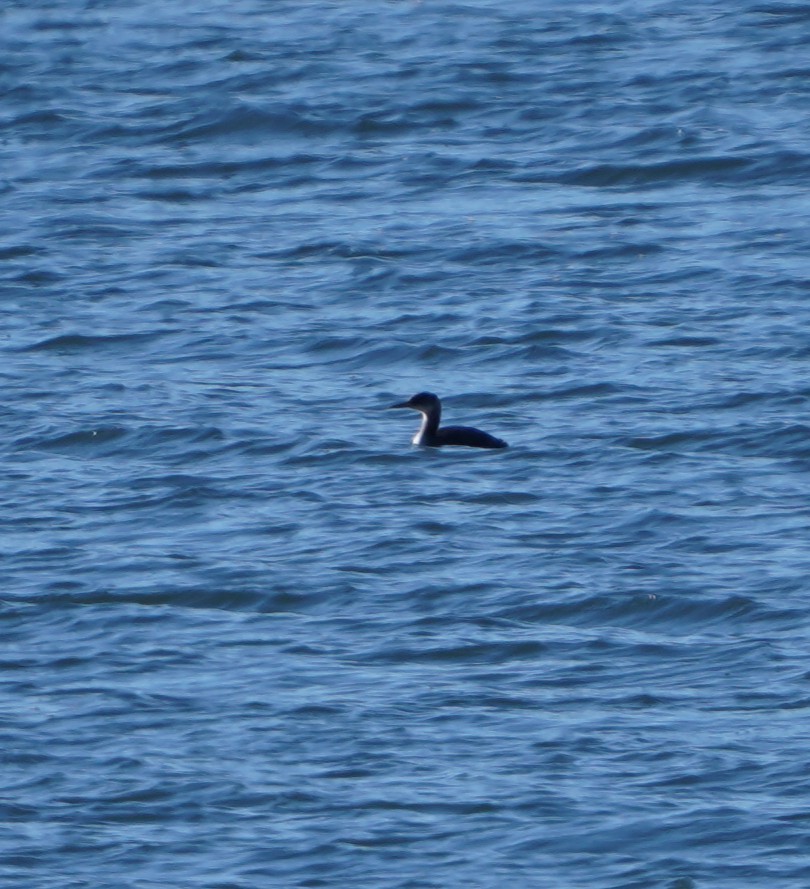 アカエリカイツブリ - ML646594165