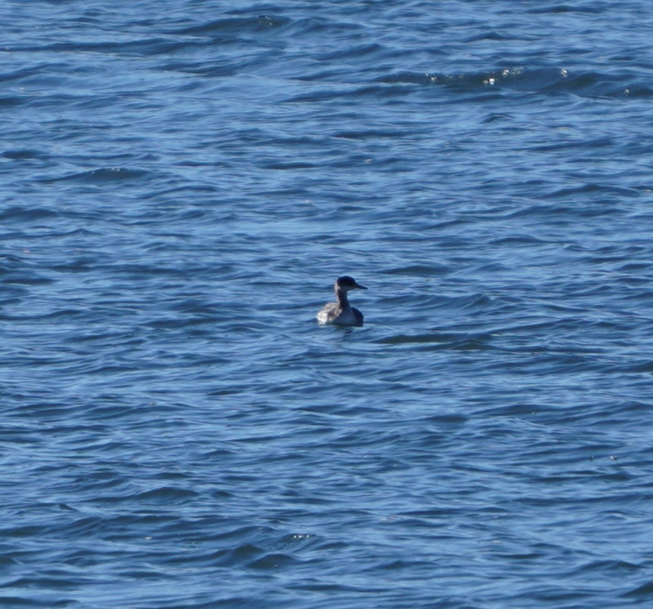 アカエリカイツブリ - ML646594166