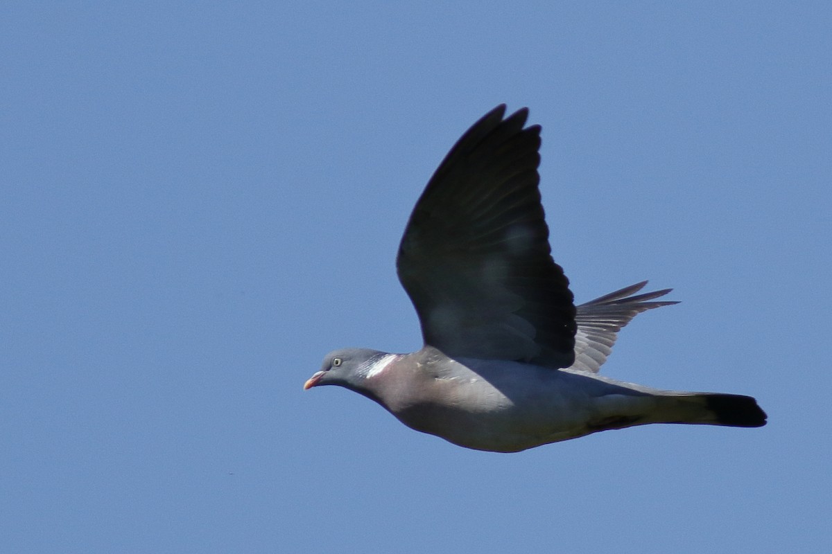 Paloma Torcaz - ML646594168