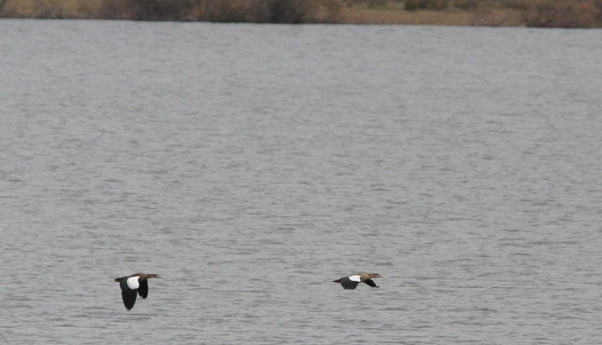 husice nilská - ML646594170