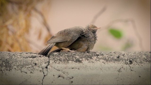 Yellow-billed Babbler - ML646594171