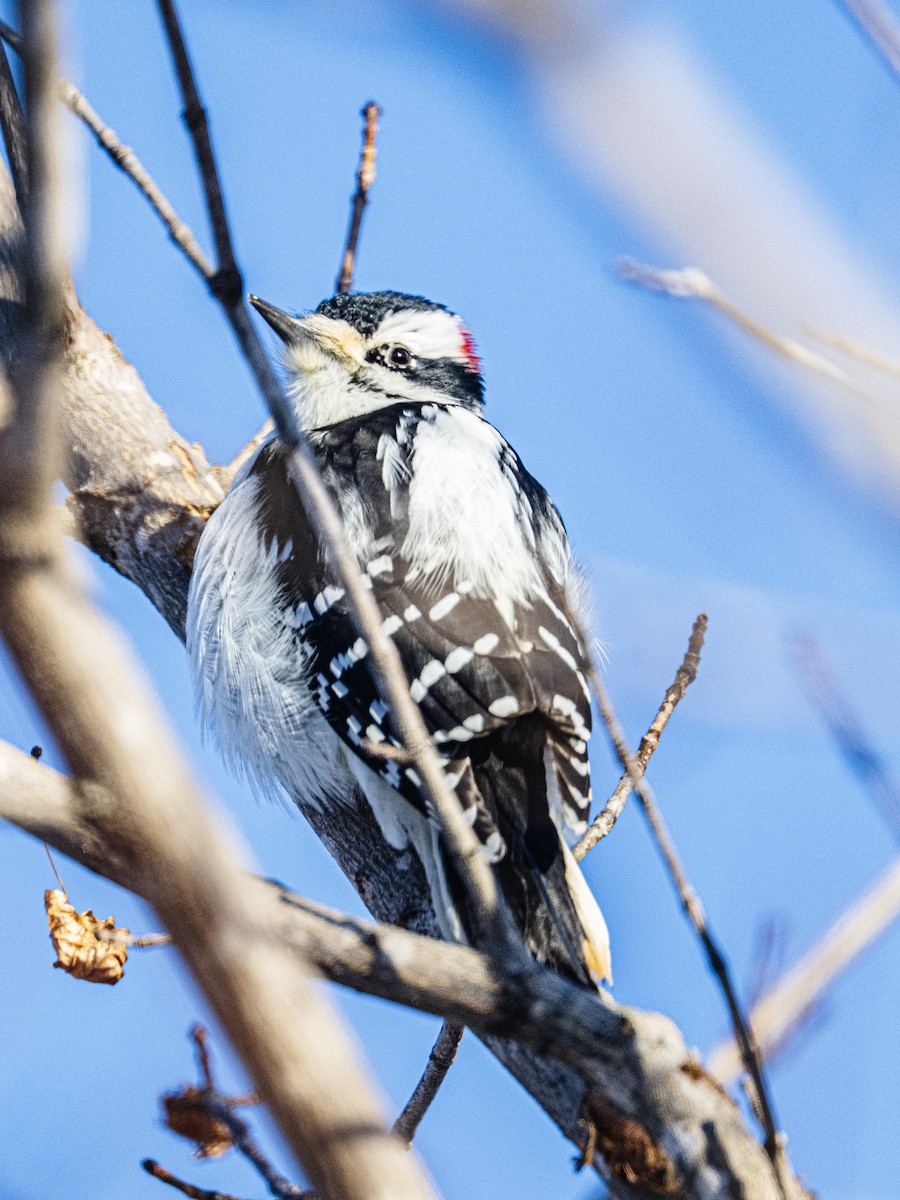 Hairy Woodpecker - ML646594174
