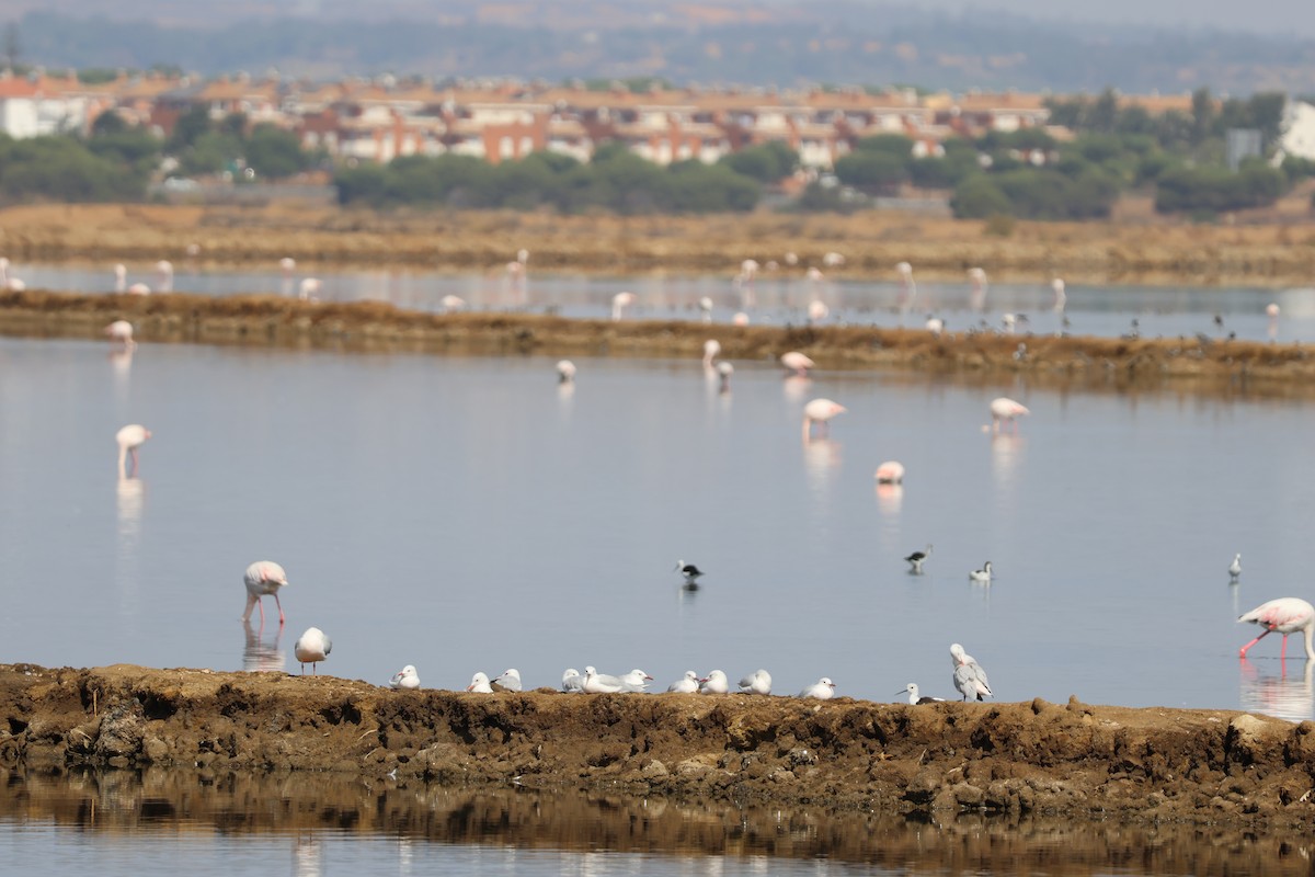 Морской голубок - ML646594176