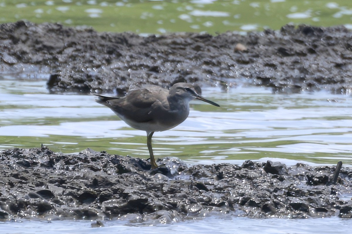 Коловодник попелястий - ML646594180