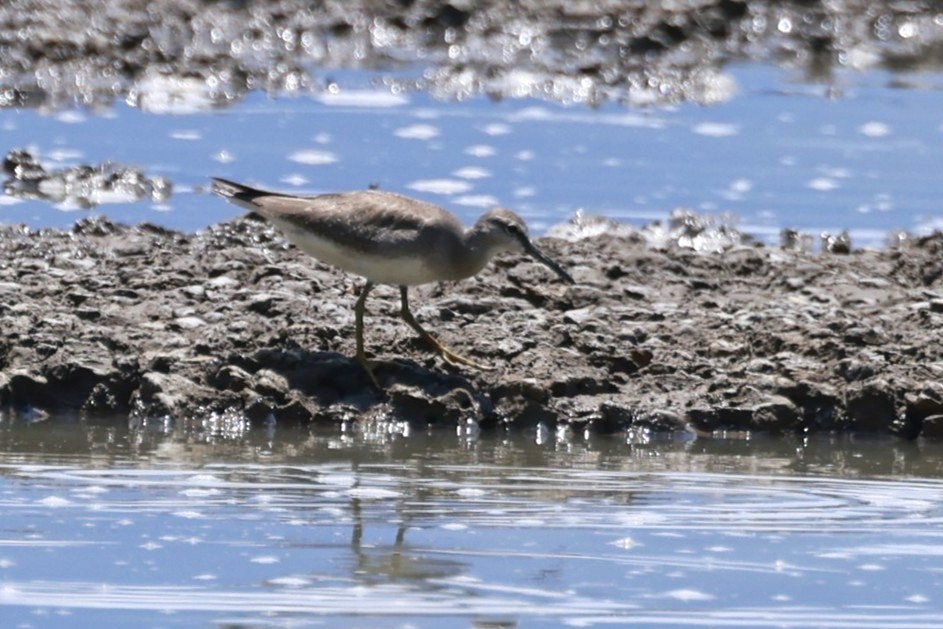 Коловодник попелястий - ML646594181