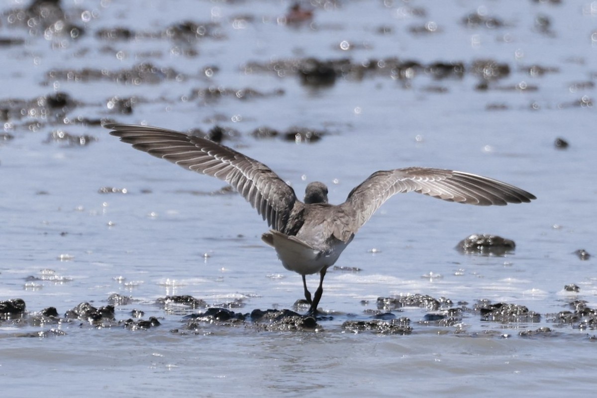 Коловодник попелястий - ML646594184