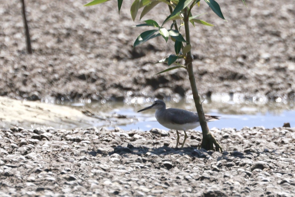 Коловодник попелястий - ML646594187
