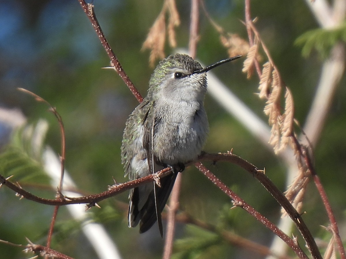 Costa's Hummingbird - ML646594189