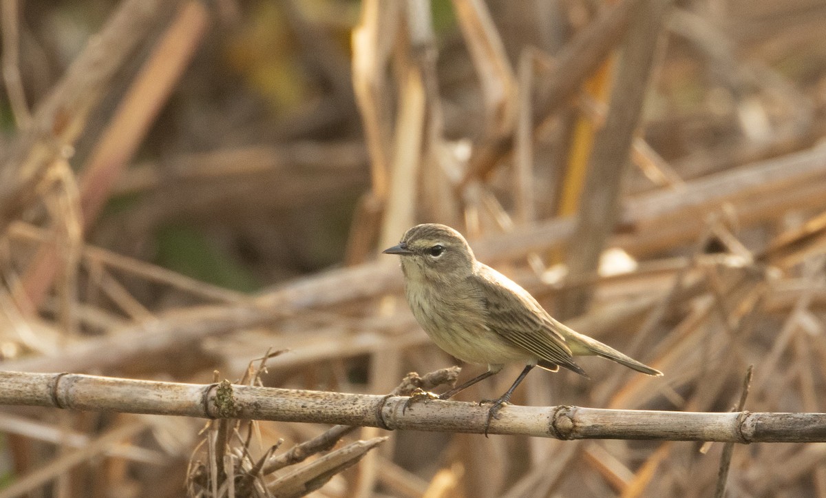 Palm Warbler - ML646594192
