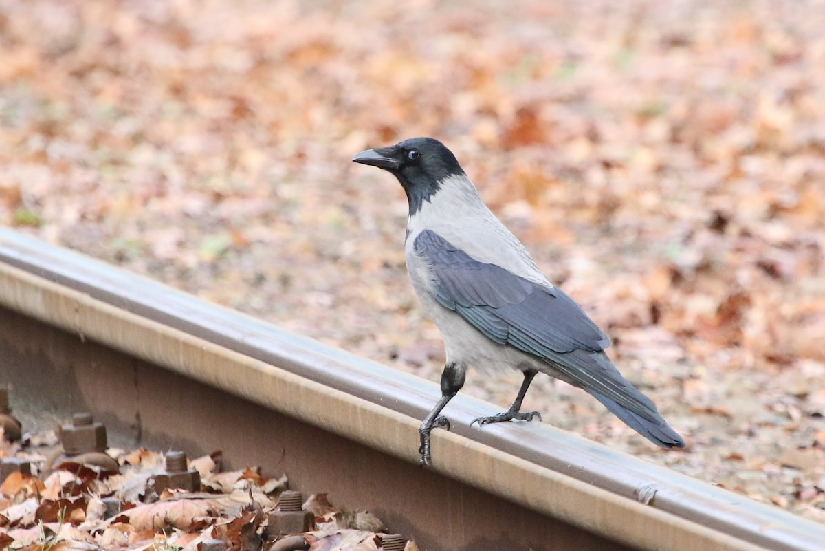 kråke - ML646594194