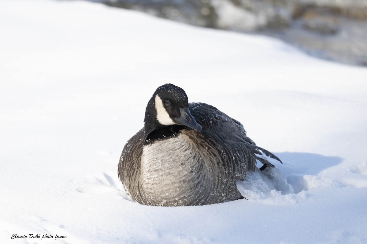 Canada Goose - ML646594195