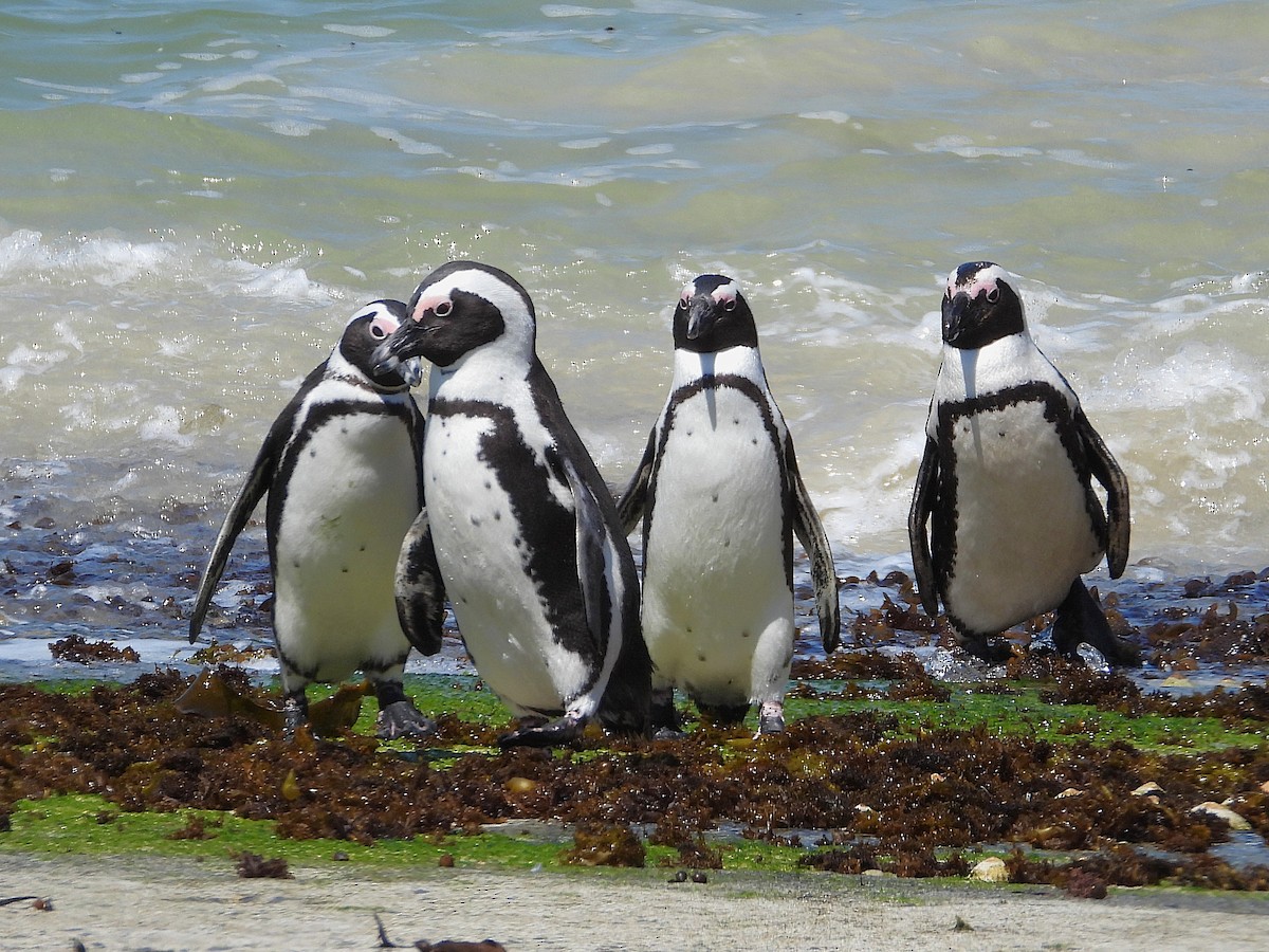 Kap Pengueni - ML646594197