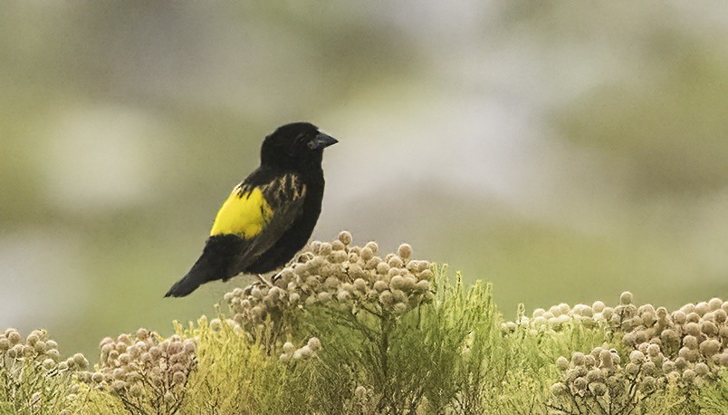 Samtweber - ML646594198