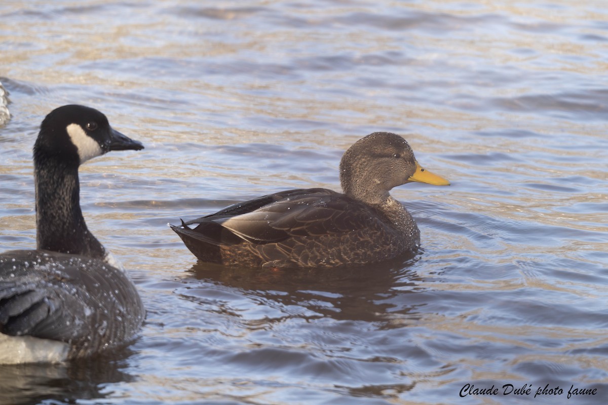 American Black Duck - ML646594199