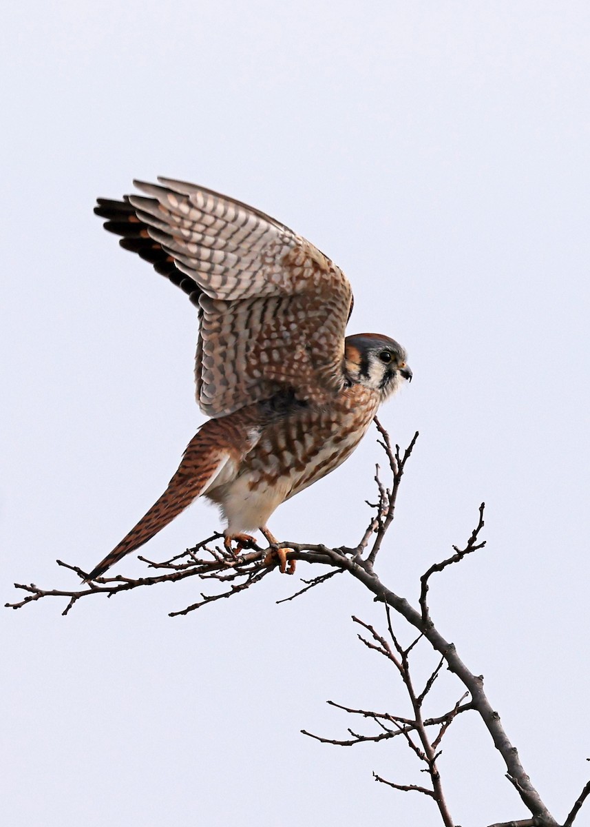 American Kestrel - ML646594200