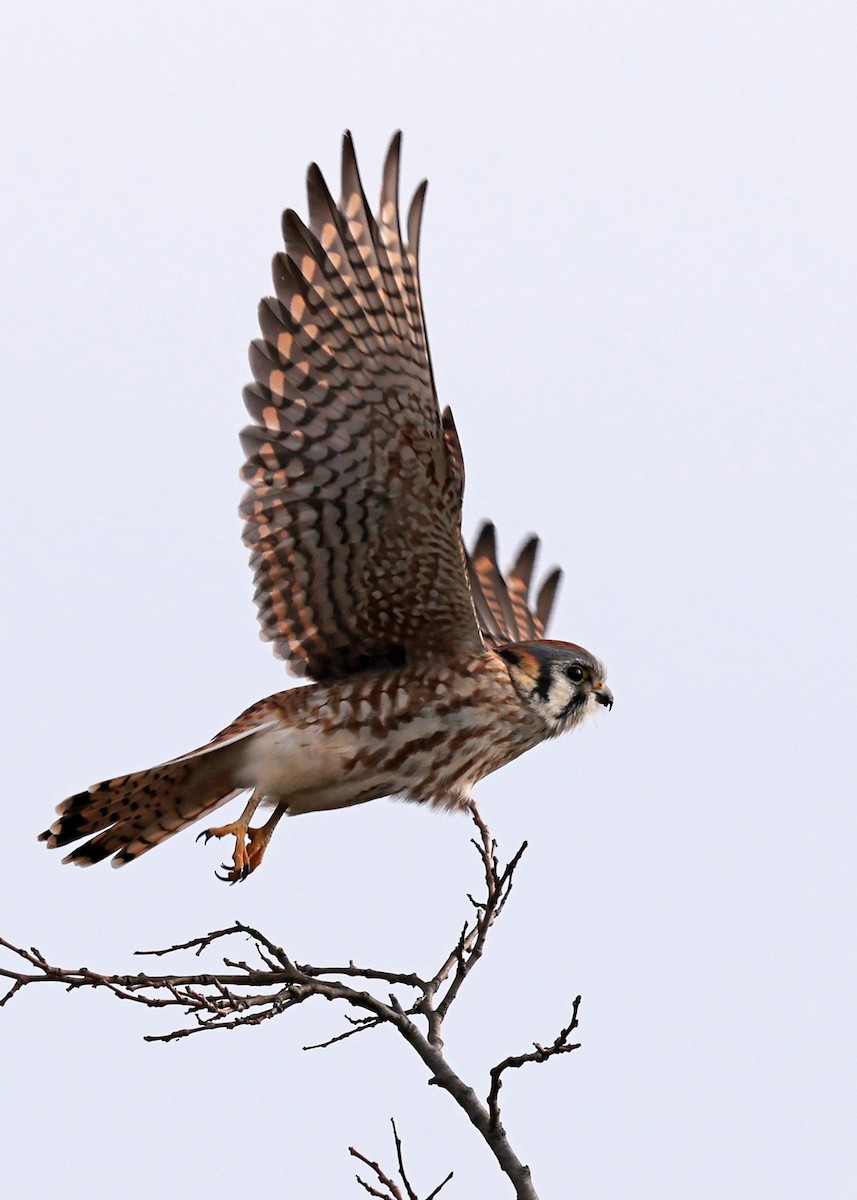 American Kestrel - ML646594201