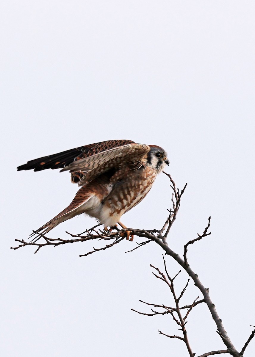 American Kestrel - ML646594202
