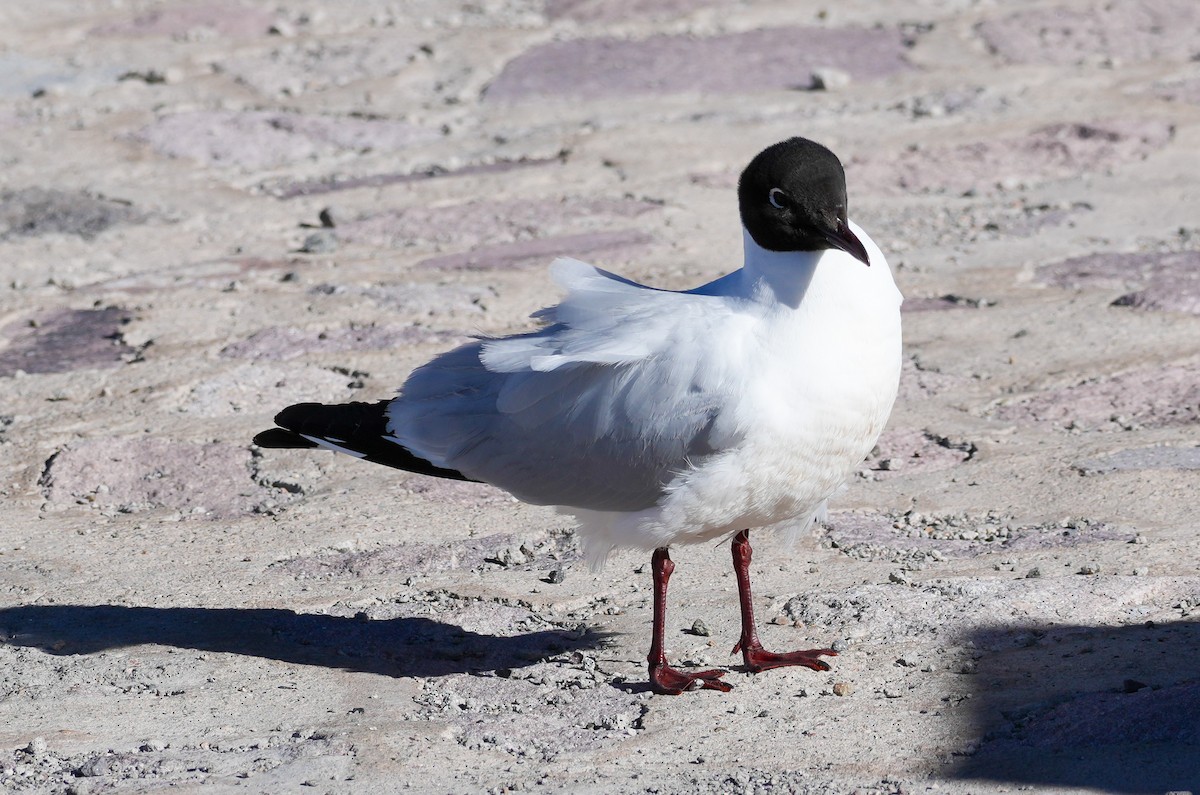 Andean Gull - ML646594207