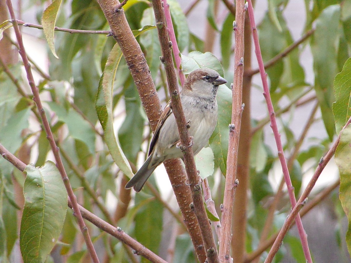 vrabec domácí - ML646594208