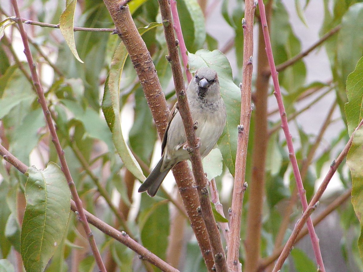 vrabec domácí - ML646594209