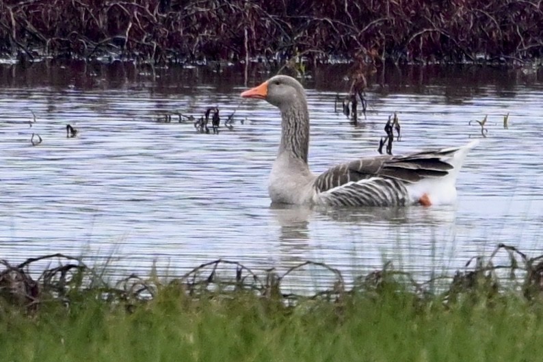 Graylag Goose - ML646594211