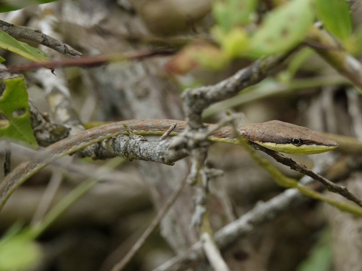 Animals - ML646594215