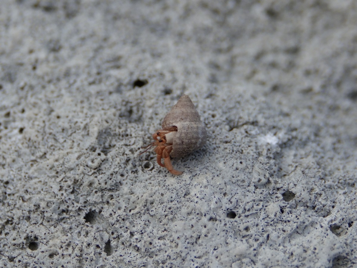 Animals - ML646594216