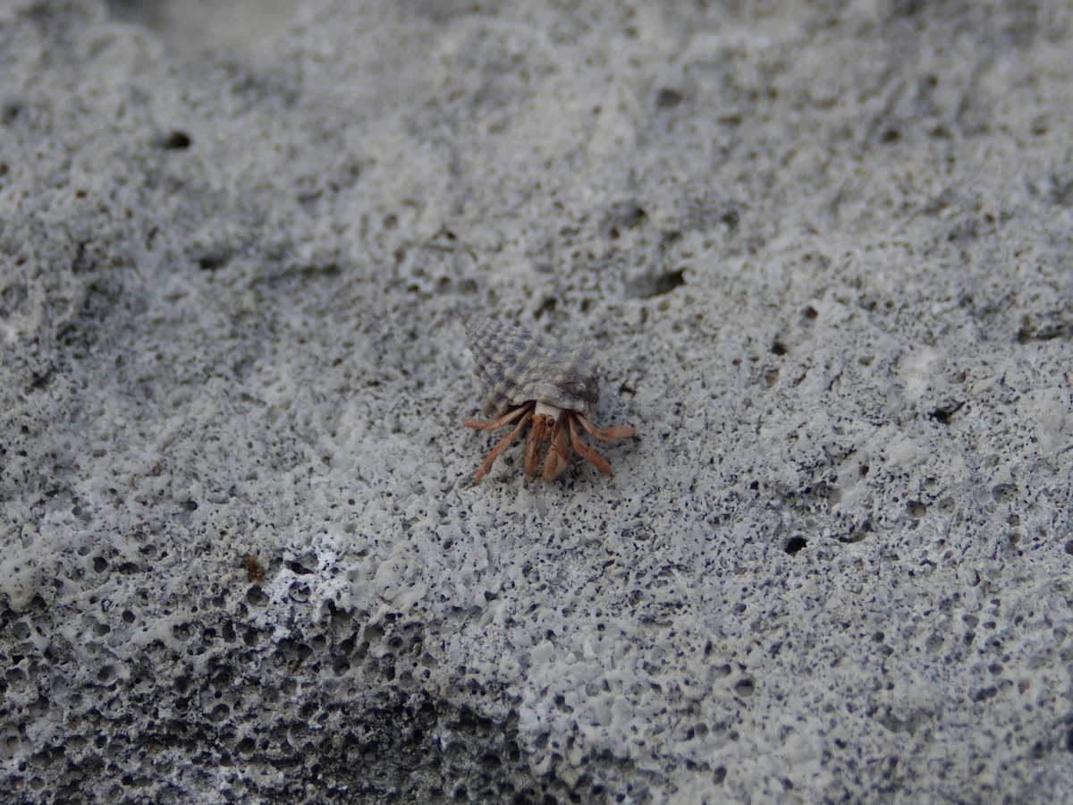 Animals - ML646594217