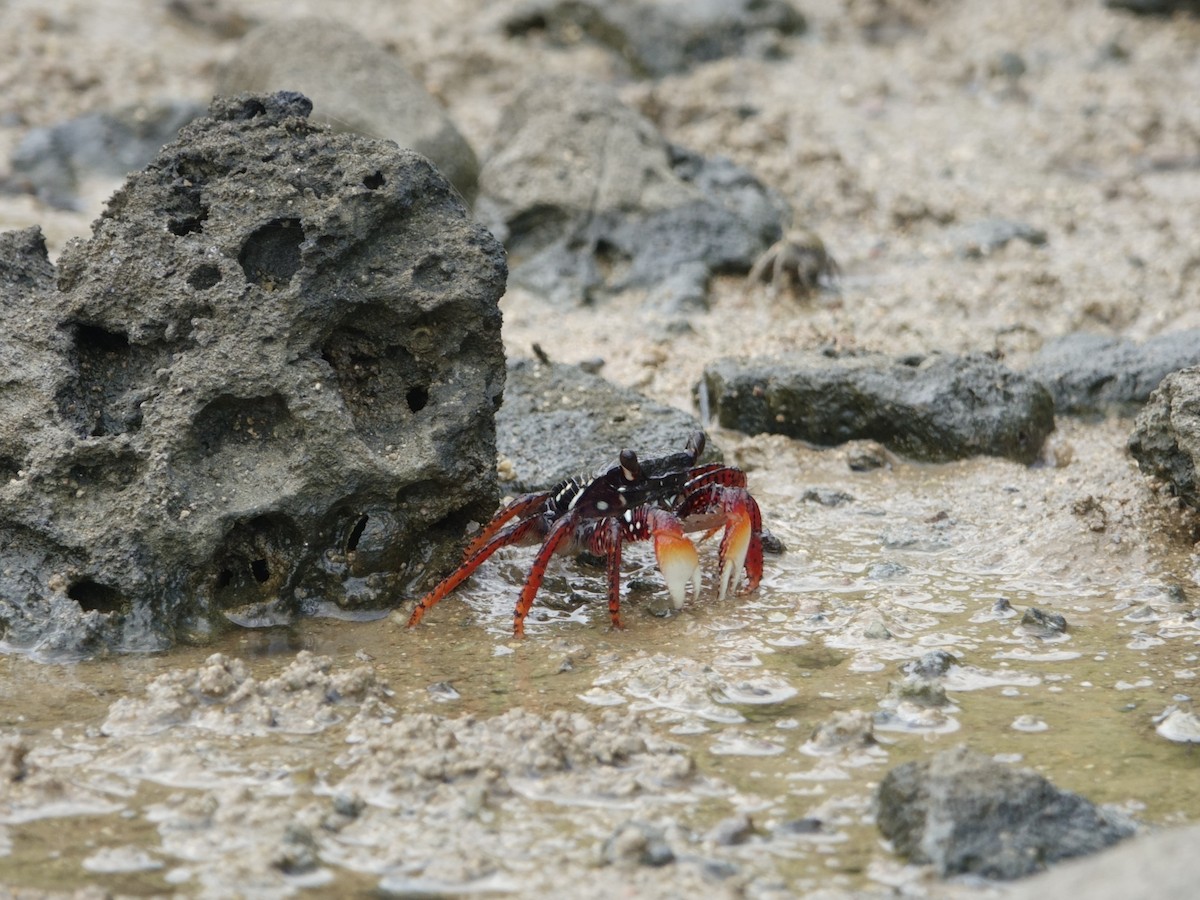 Animals - ML646594218