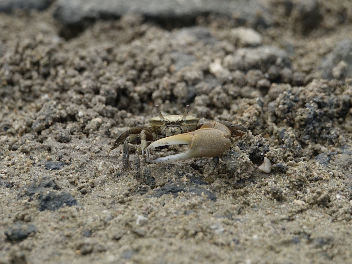 Animals - ML646594219