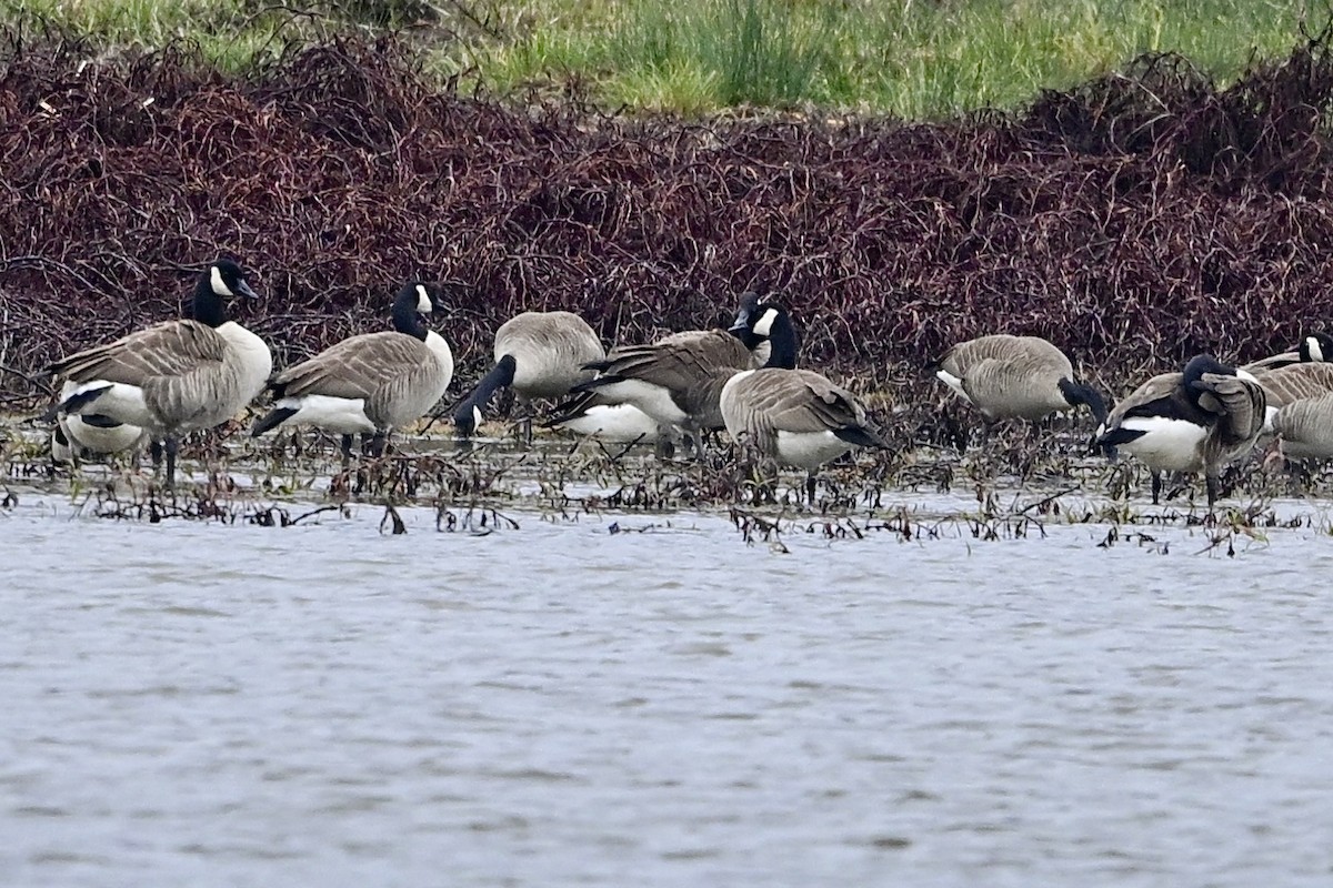 berneška velká - ML646594220