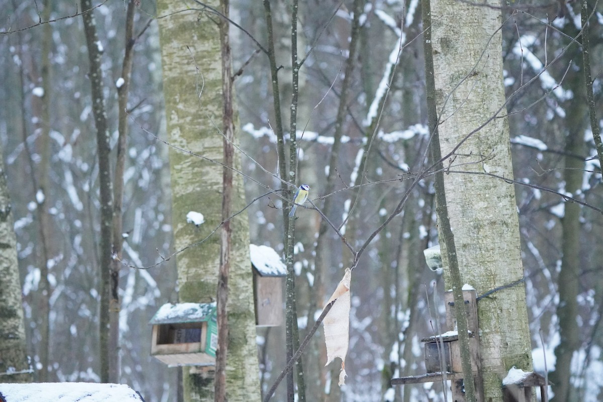 Amilotx urdin europarra - ML646594221