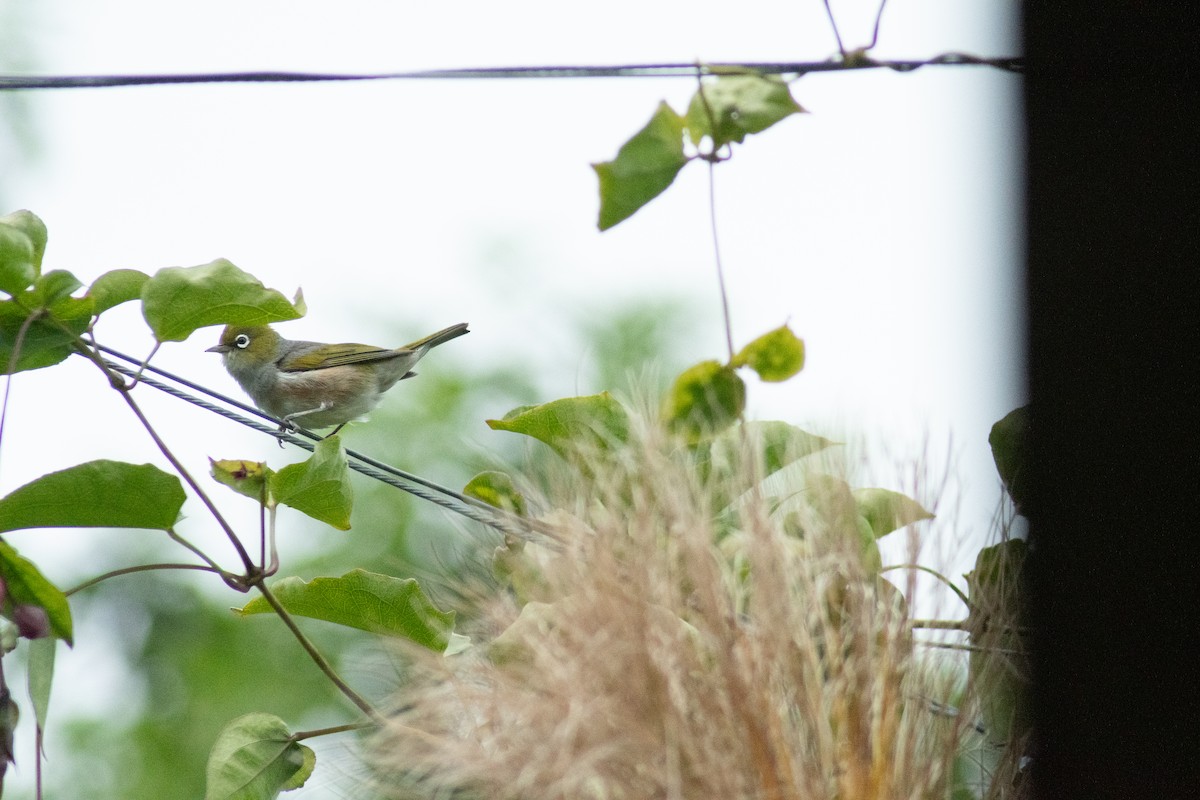 Silvereye - ML646594222