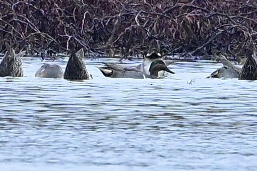 čírka obecná - ML646594223