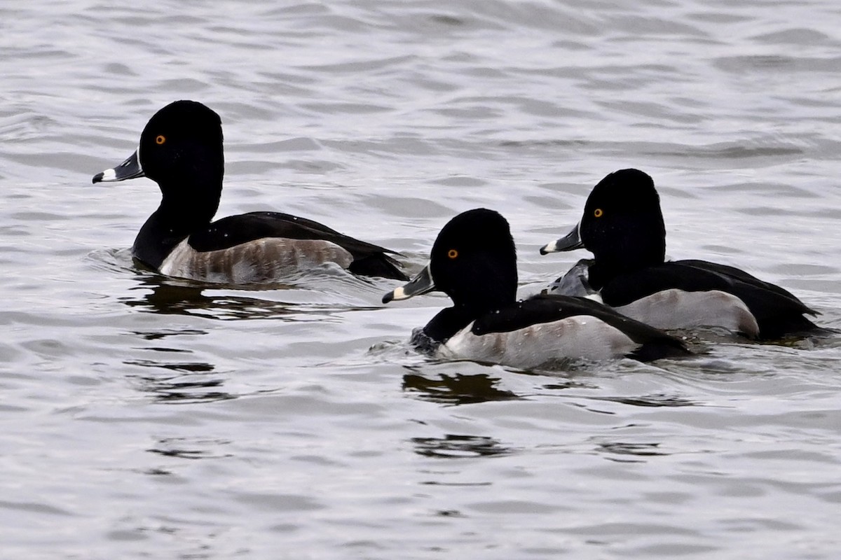 polák proužkozobý - ML646594228